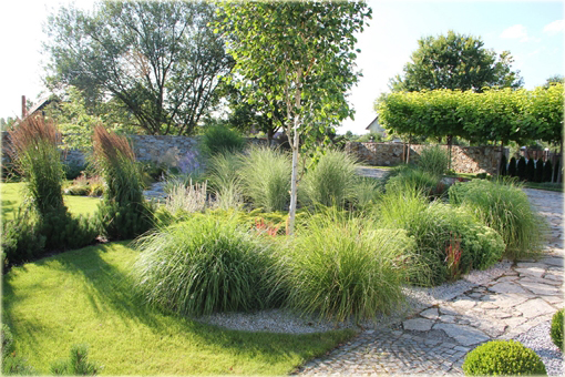 Kłosówka wełnista Holcus lannatus variegata